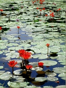 3_Sukhothai _lotus bloemen bij site