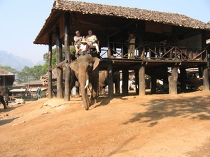 6_Chiang Mai_olifantensafari 8