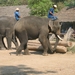 6_Chiang Mai_olifanten_kamp 8