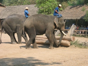 6_Chiang Mai_olifanten_kamp 8