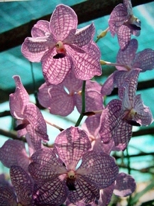 6_Chiang Mai_orchideeën_ kwekerij