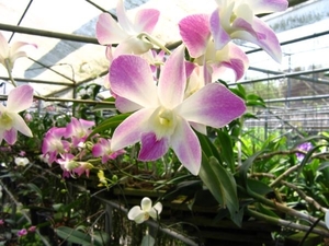 6_Chiang Mai_orchideeën_kwekerij 3
