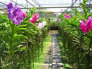 6_Chiang Mai_orchideeën_kwekerij 6