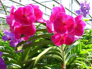 6_Chiang Mai_orchideeën_kwekerij 7