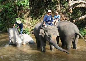 7_Chiang Rai_olifanten 2
