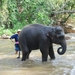 7_Chiang Rai_olifanten 3