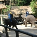 7_Chiang Rai_olifanten 4