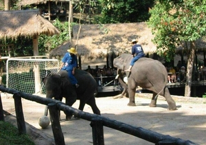 7_Chiang Rai_olifanten 4