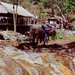 7_Chiang Rai_olifanten kamp 2