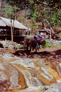 7_Chiang Rai_olifanten kamp 2
