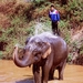 7_Chiang Rai_olifanten-baden 2