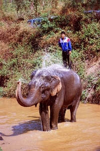 7_Chiang Rai_olifanten-baden 2