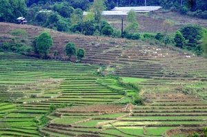 7_Chiang Rai_omg_rijstvelden 2