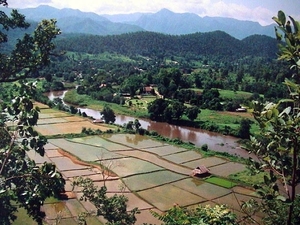 7_Chiang Rai_omg_rijstvelden
