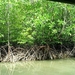 8b_Phuket_omg_Phang Nga Nationalpark _mangroves