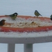 vogels aan de tafel