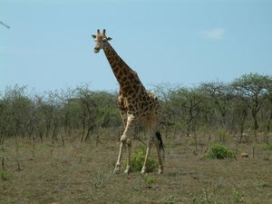 1d Hluhluwe wild park_giraffe 4