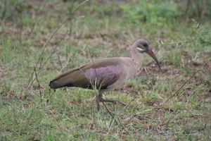 1d Hluhluwe wild park_hadedah ibis