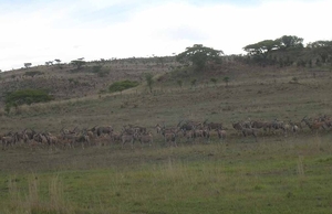 1d Hluhluwe wild park_impala kudde