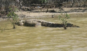 1d Hluhluwe wild park_krokodil