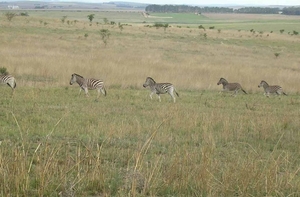 1d Hluhluwe wild park_kudde zebra's