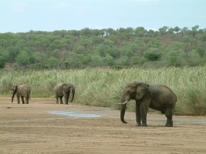 1d Hluhluwe wild park_olifanten