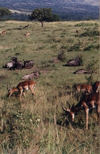 1d Hluhluwe wild park_wildebeest en impala's