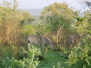 1d Hluhluwe wild park_zebra