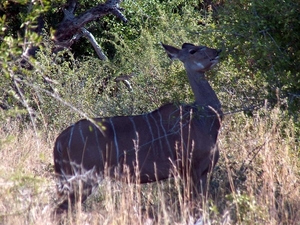 3 Kruger National Park_antilope 2
