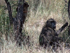 3 Kruger National Park_apen 2