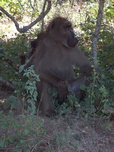 3 Kruger National Park_apen 5