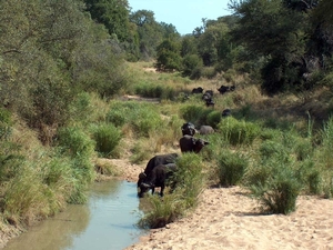 3 Kruger National Park_buffels 2