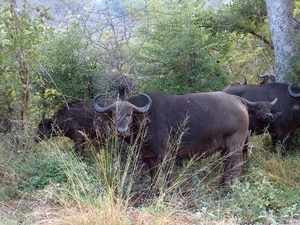 3 Kruger National Park_buffels