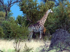 3 Kruger National Park_giraffe 4