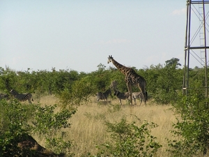 3 Kruger National Park_giraffe met zebra's