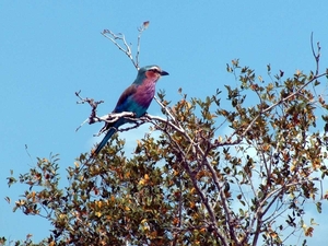 3 Kruger National Park_mooie vogel
