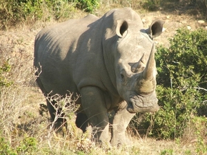 3 Kruger National Park_neushoorn 4