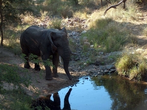 3 Kruger National Park_olifant 2