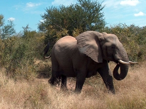 3 Kruger National Park_olifant 6
