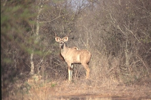3 Kruger National Park_waterbok