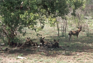3 Kruger National Park_wilde honden