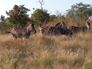 3 Kruger National Park_zebra 7