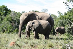5 Port Elisabeth_omg_Addo olifanten nationaal park 3