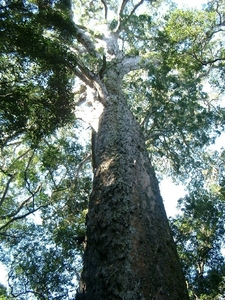 6 Tsitsikamma Nationaal Park _the big tree met 36m stamhoogte en 