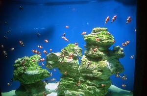 8 Kaapstad_two oceans aquarium 2