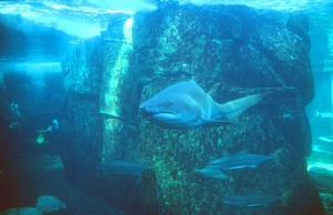 8 Kaapstad_two oceans aquarium_met grotere en kleinere vissen 2