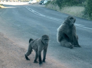 8c Kaapstad _omg_Kaap de goede hoop _Cape Peninsula_baboons
