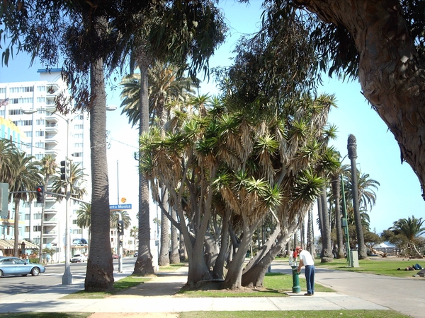 1a  Los Angeles_Santa Monica_dijkpark_IMAG1009