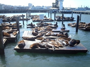 6a San Francisco_Fishermans Wharf_zeeleeuwen op pier 39_IMAG1842