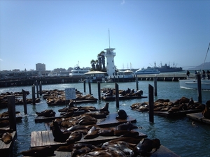 6a San Francisco_Fishermans Wharf_zeeleeuwen op pier 39_IMAG1843